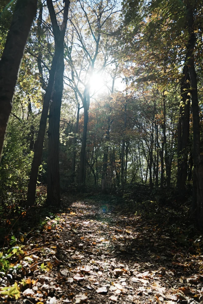 Sunlight filtering through autumn woodland
