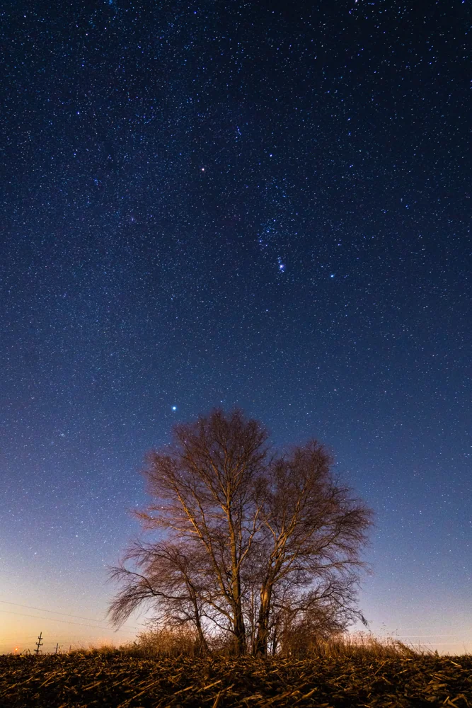Star trails circling above the silhouette of a tree